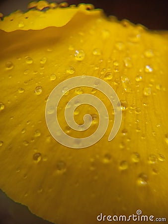 Water drops on wet yellow flower petal. Abstract nature wallpaper Stock Photo