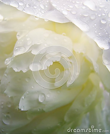 Water drops on white peony petal Stock Photo