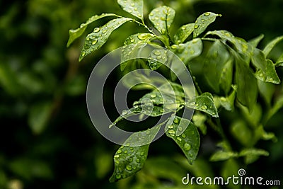 Water drops on wisteria frutescens leaves Stock Photo