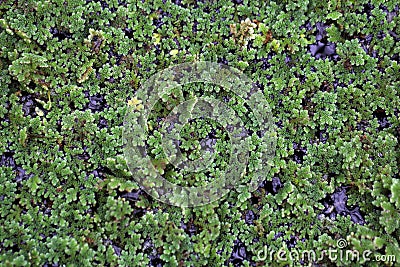 Water Ferns, Azolla sp. Stock Photo