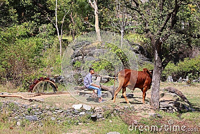 The water fetching from the well with bulls to irrigate the crops or drinking water for organic agriculture Editorial Stock Photo