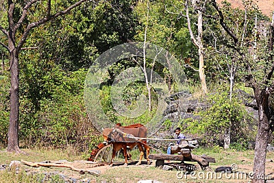 The water fetching from the well with bulls to irrigate the crops or drinking water for organic agriculture Editorial Stock Photo