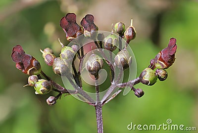 Water Figwort Stock Photo