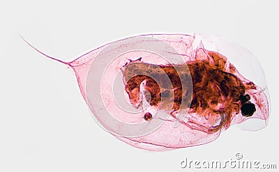 Water Flea Daphina Stock Photo