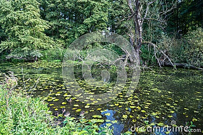 Flooded Ruhr floodplain with dead tree, wild growth and ducks on the water Stock Photo