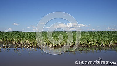 Water-flooded corn crops. Flooding in agricultural areas. Scenery Stock Photo
