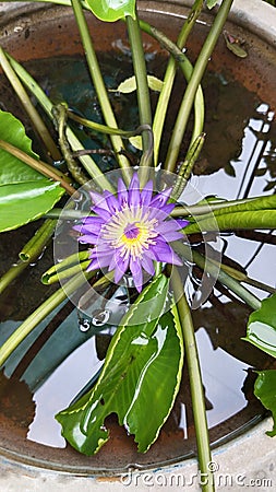 Water flower with a beautiful wonderful amazing Stock Photo