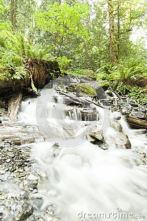 River In Rainforrest Stock Photo