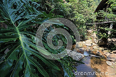 Water flowing in natural river Stock Photo