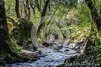 Water flows between mossy rocks and roots of large trees with low branches on a sunny day Stock Photo