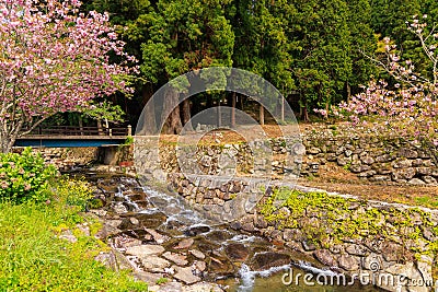 Water flows over stones in small stream by peaceful tree grove and pink blossoms Stock Photo