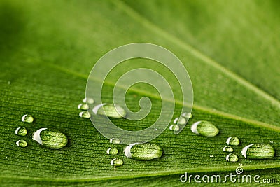 Water footprints on leaf Stock Photo