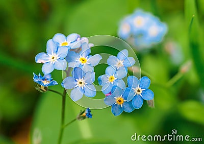 Water forget-me-not Myosotis scorpioides Myosotis palustris Myosotis flower Stock Photo