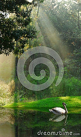 Water Fowl on Lake in Woods Stock Photo