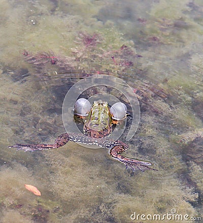 water frog ,animal theme, Stock Photo