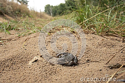 Pelophylax, Pelophylax cypriensis, water Frogs, genus pelophylax Stock Photo