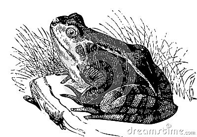 Water frog old illustration Vector Illustration