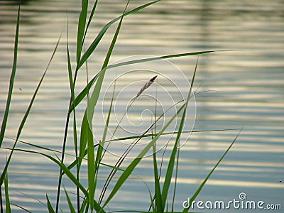 Water & grass Stock Photo