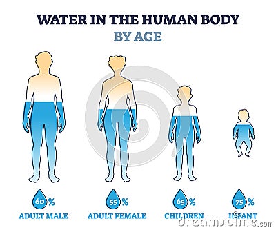 Water in human body by age as percentage comparison in outline diagram Vector Illustration