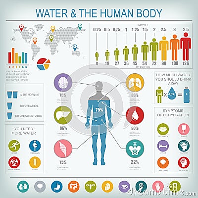 Water and human body infographic Vector Illustration