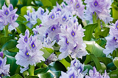 Water Hyacinth Stock Photo