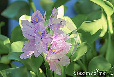 Water hyacinth floating beautiful in nature Java Weed Stock Photo