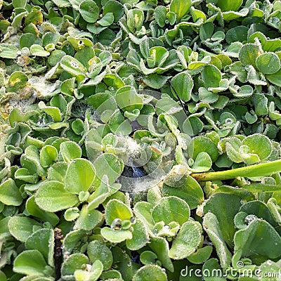 Water hyacinth is a major freshwater weed in most of the frost-free regions of the world and is generally regarded. Stock Photo