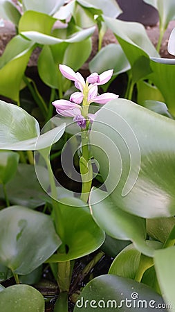 water hyacinth plant flower, water hyacinth aka eichhornia crassipes which blooms pink, nature background, green leaves Editorial Stock Photo