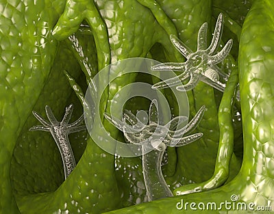 Water hydra Stock Photo