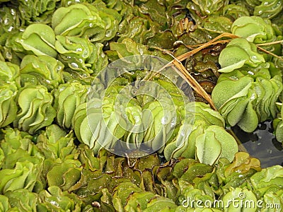 Water lattuce Stock Photo