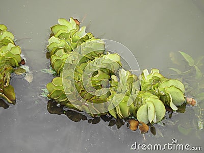 Water lattuce Stock Photo