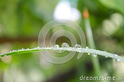 Water on leaf,water drop Stock Photo