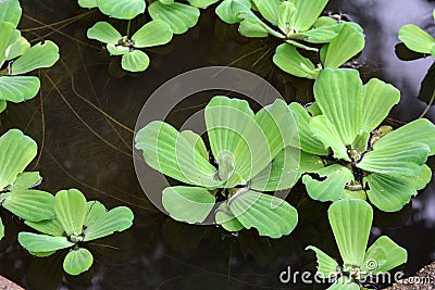 Water lettuce (Pistia stratiotes), aquatic plant. Stock Photo