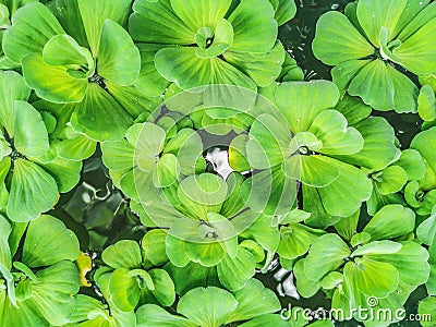 Water Lettuce is a small water weed. Live together as a group floating on the water surface The trunk is parallel to the surface Stock Photo
