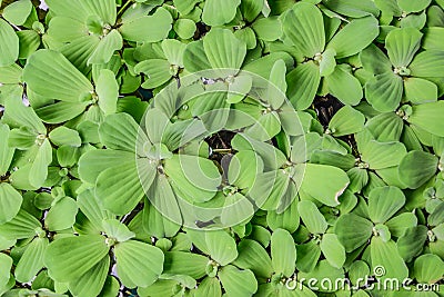 Water Lettuce - Thai called "Dok Jok" is a small water weed. Live together as a group floating on the water surface. Stock Photo