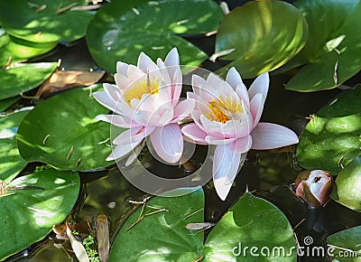 The water lilie flowers in a pond, Istanbul Stock Photo