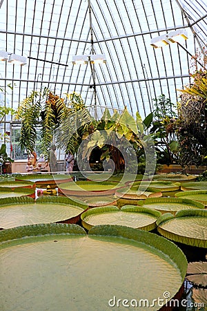 Water lilies in Bergianska trädgården in Stockholm Editorial Stock Photo