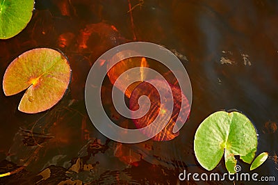 Water lilies blooming in the spring Stock Photo