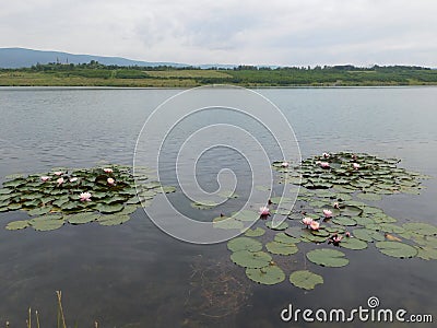 Water lillies on the surface of lake Milada chabarovice czech republic Stock Photo