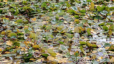 Water lilies in a lake in a city park. December day. Stock Photo