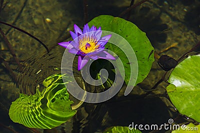 Water lilies Stock Photo