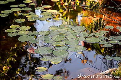 Water lilies in the pond Stock Photo