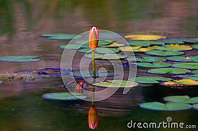 Water lilies Stock Photo