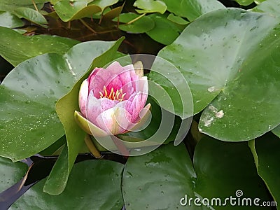 Water lilies rose photo background spatterdock Stock Photo