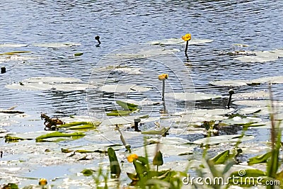 Water lilies on surface of the lake. Vegetation of the reservoir Stock Photo