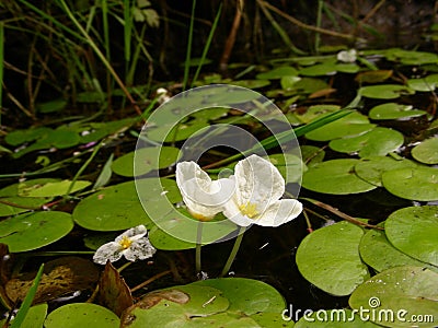 Water lilies on the water, in a pond offshore Stock Photo