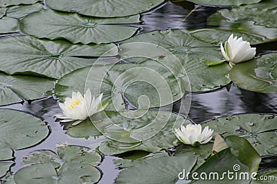 Water Lillies Stock Photo