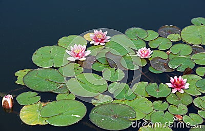 Water lilly background. Pink water lilly with green leaves in the lake. Link blossom.Summer background. Lithuanian flora Stock Photo