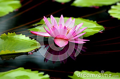 Water Lilly Reflection Stock Photo