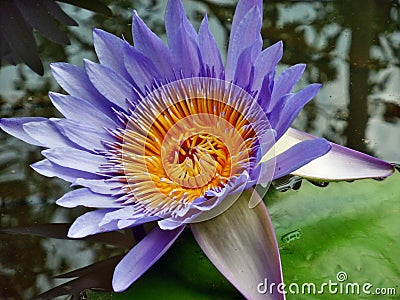 Water Lilly violet color Stock Photo